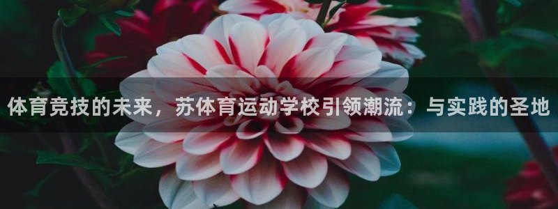 双赢平台体育游戏