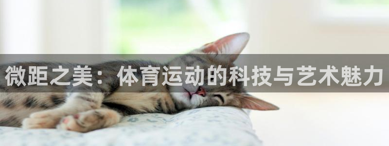 双赢平台代理